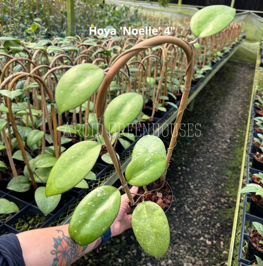 Hoya 'Noelle' (Trellis)