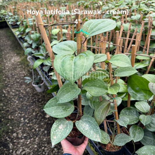 Hoya latifolia Sarawak Cream (Trellis)