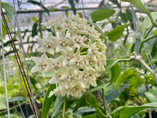 Hoya sp. UT 029 (Trellis)