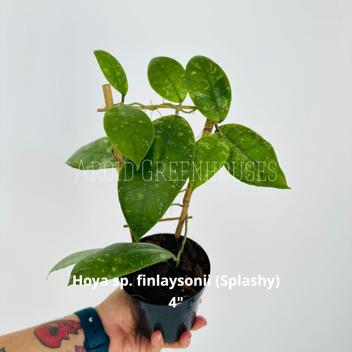 Hoya sp. finlaysonii Splash (Trellis)