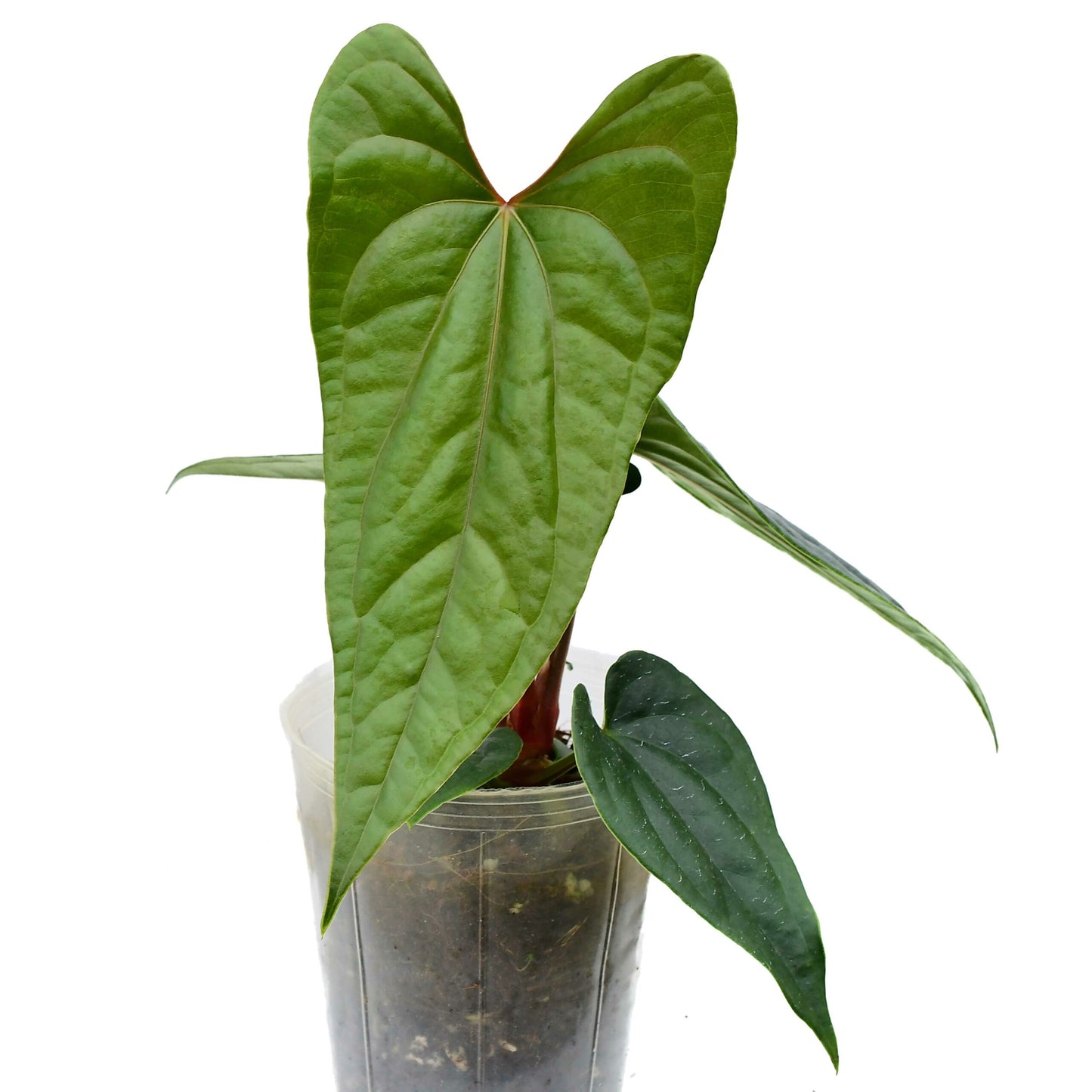 Anthurium ‘Luxury Dreams Inverse Crossing’