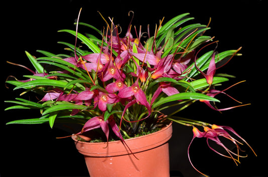 Masdevallia roseola