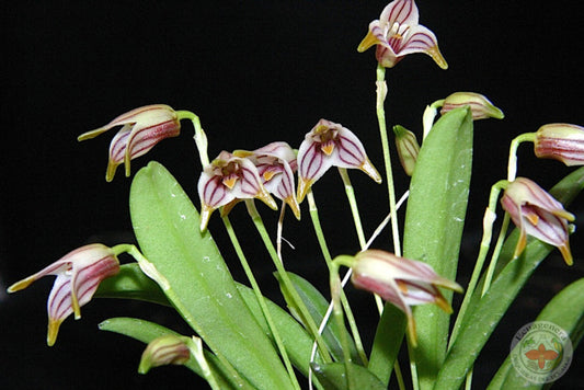 Masdevallia striatella