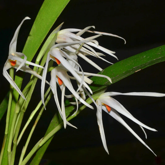 Maxillaria splendens