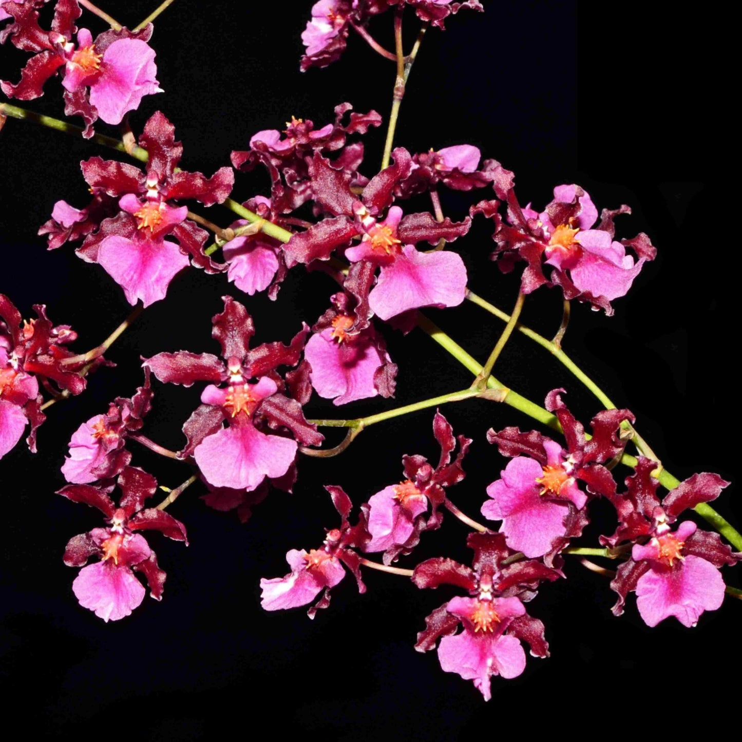 Oncidium Sherry Baby