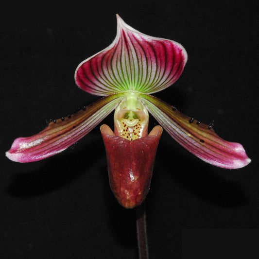 Paphiopedilum callosum type pygmy form