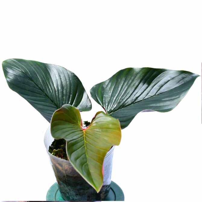 Philodendron squamicaule pink