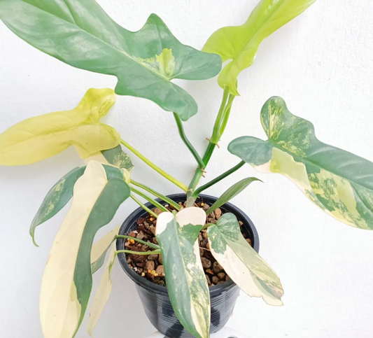 Philodendron bippenifolium variegated