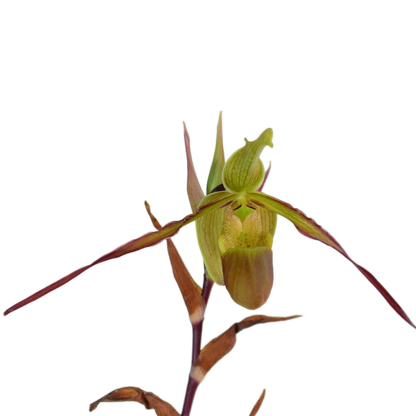 Phragmipedium Rio Mira