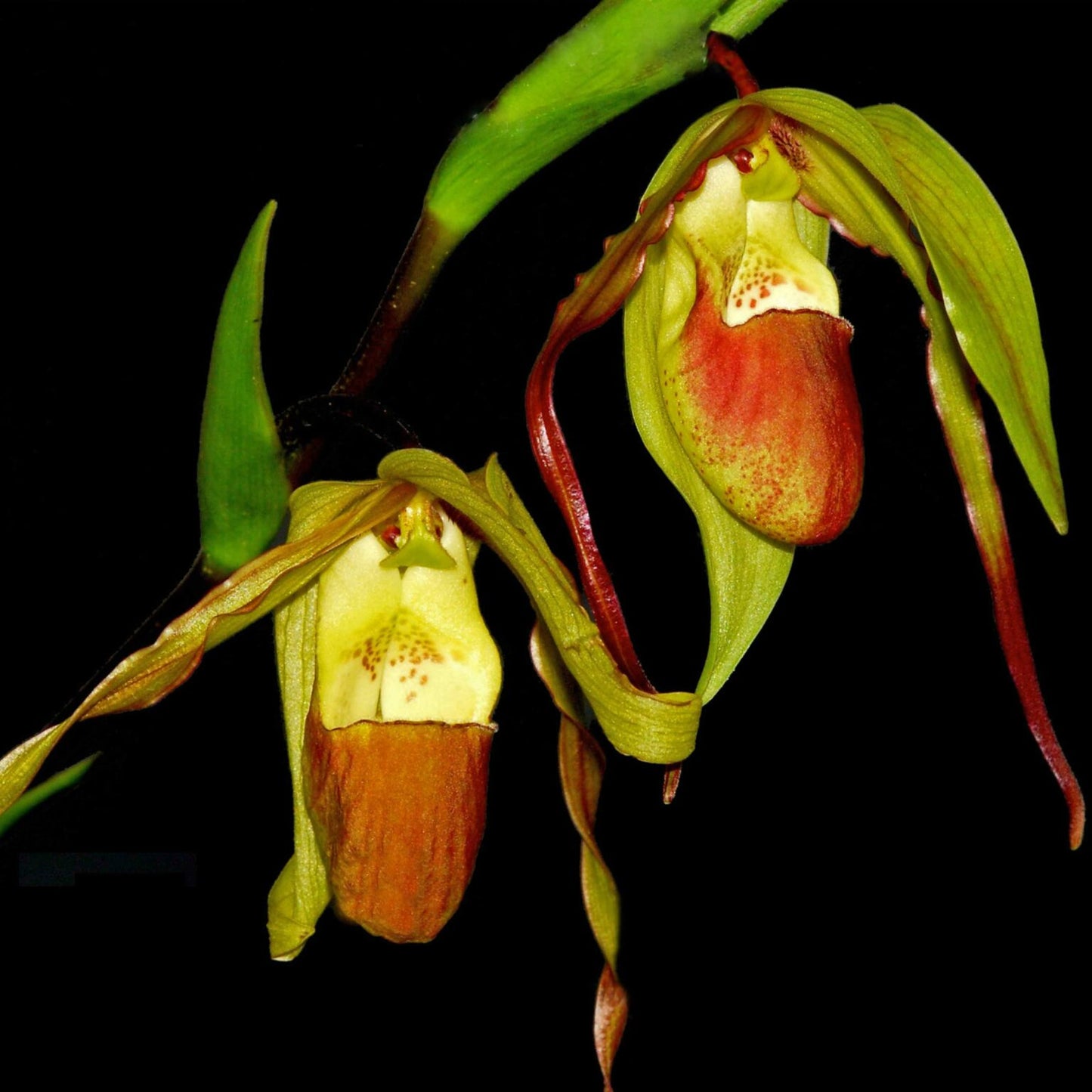 Phragmipedium Rio Mira