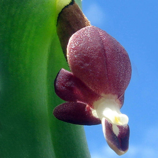 Pleurothallis penelops