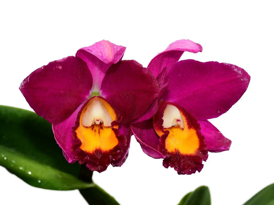 Rhyncholaeliocattleya Hawaiian Prominence America