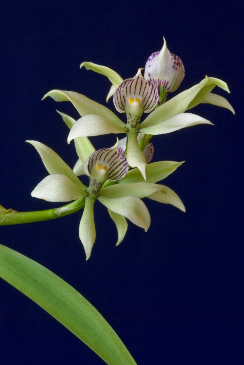 Prosthechea fragrans