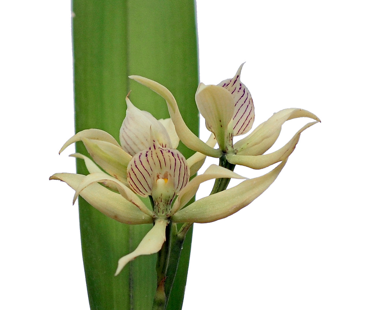 Prosthechea fragrans