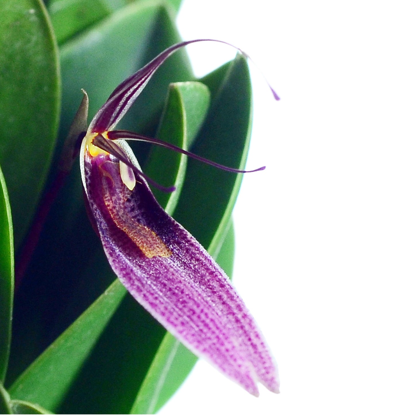 Restrepia lansbergii