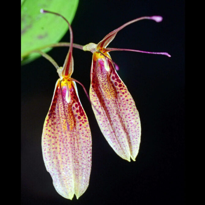 Restrepia lansbergii