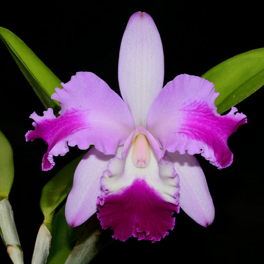 Rhyncholaeliocattleya Guillermo Lasso