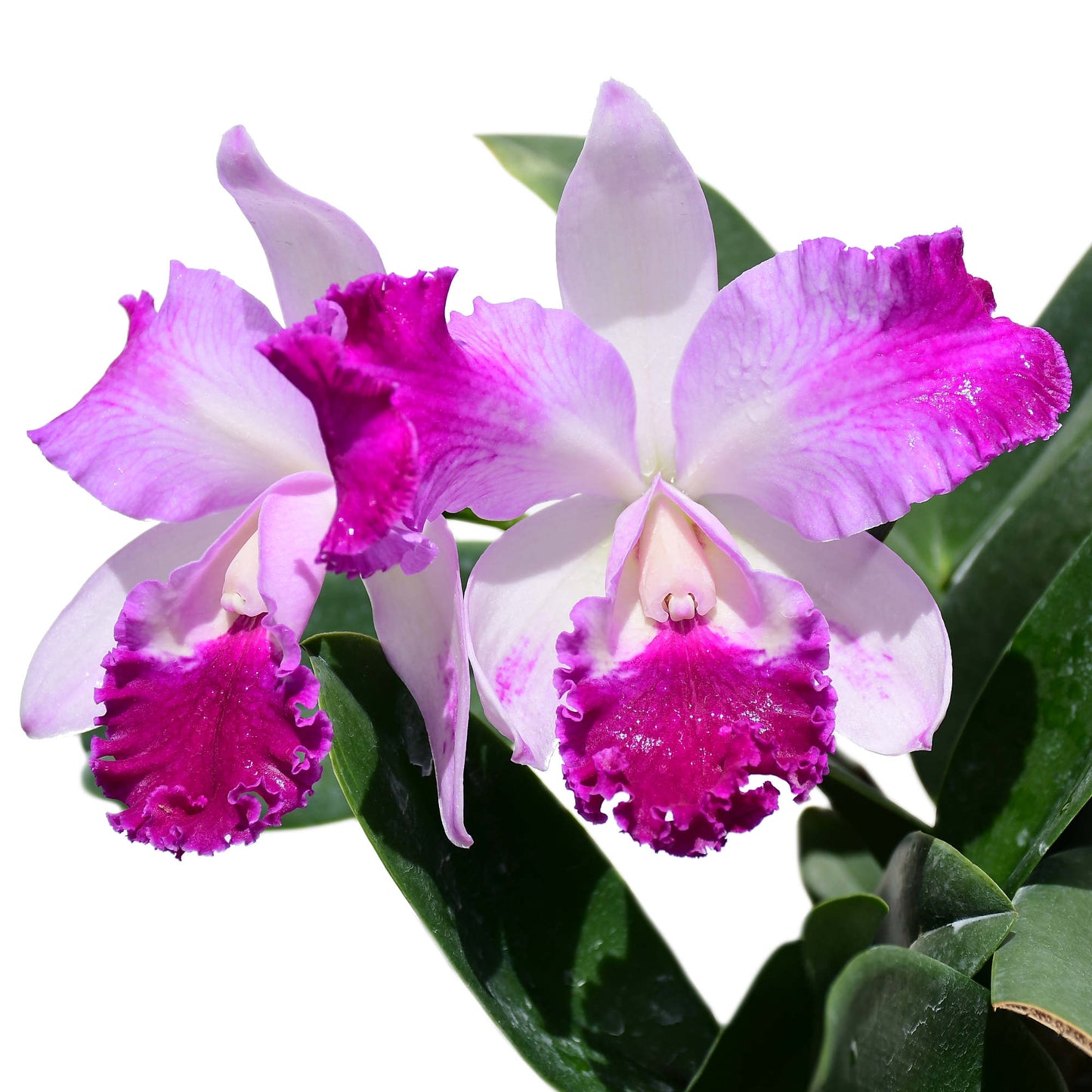 Rhyncholaeliocattleya Guillermo Lasso