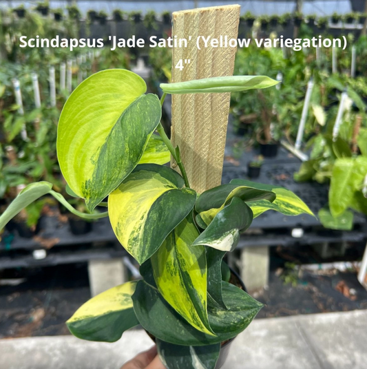 Scindapsus 'Jade Satin' Yellow