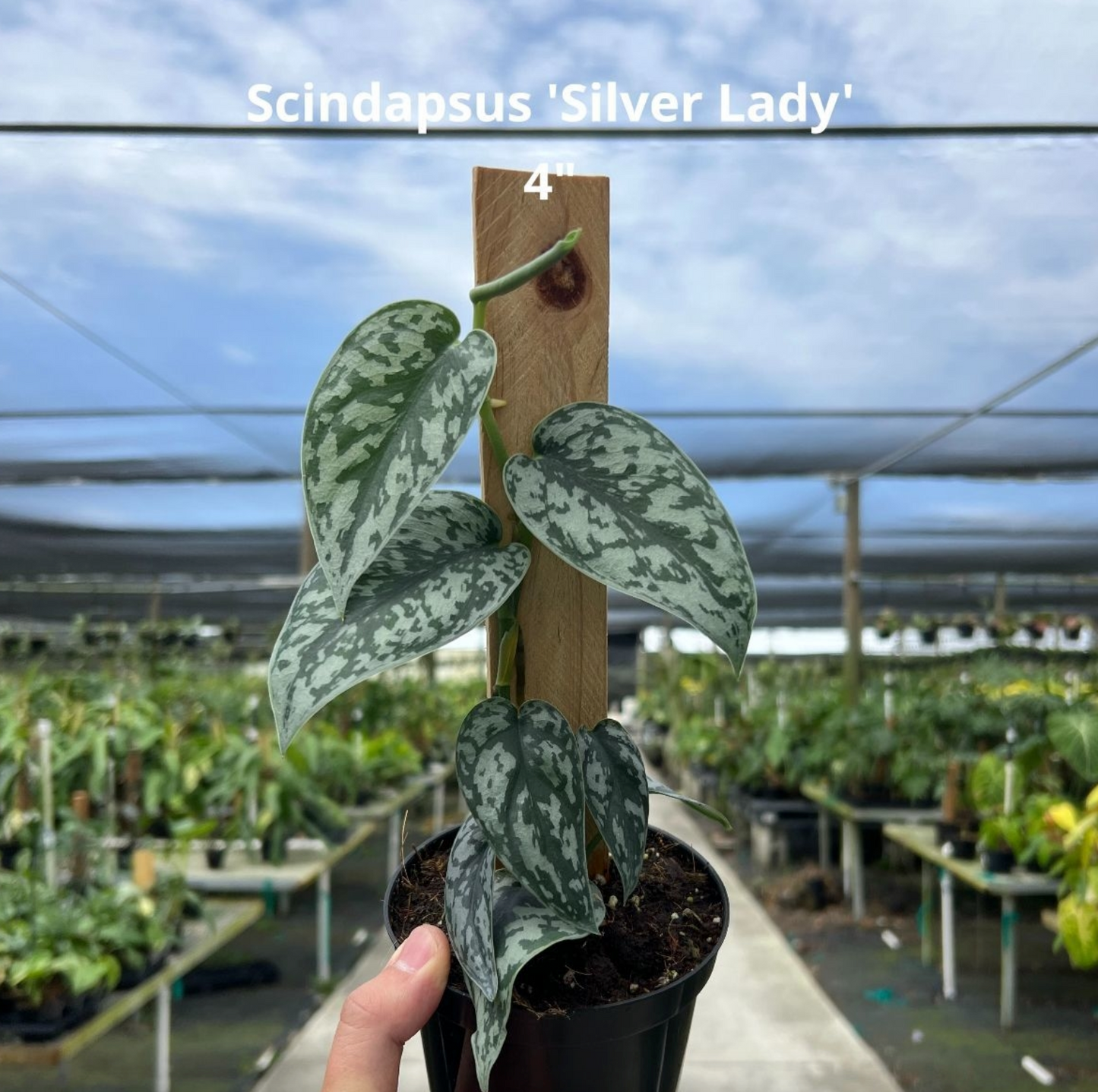 Scindapsus 'Silver Lady'