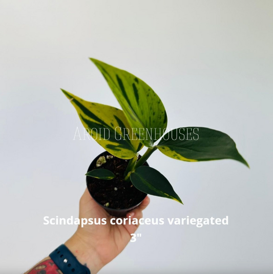 Scindapsus coriaceus variegated