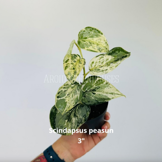 Scindapsus peasun