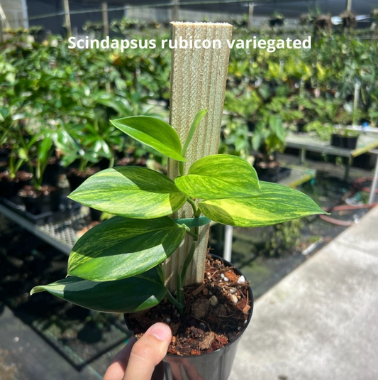 Scindapsus rubicon variegated