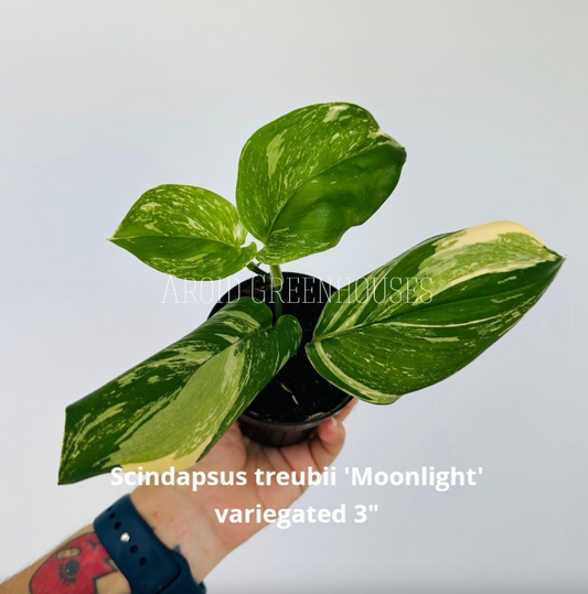 Scindapsus treubii 'Moonlight' variegated