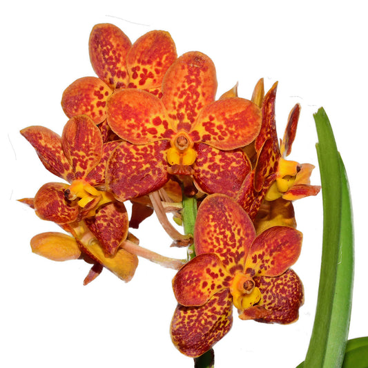 Vanda Crownfox Golden Dawn