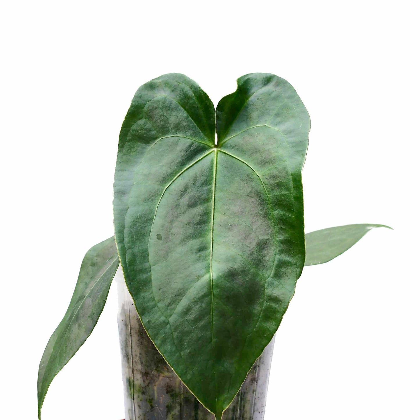 Anthurium Amazon Beauty