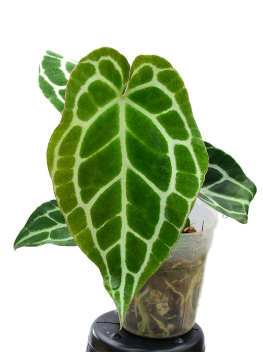 Anthurium crystallinum (bouture)