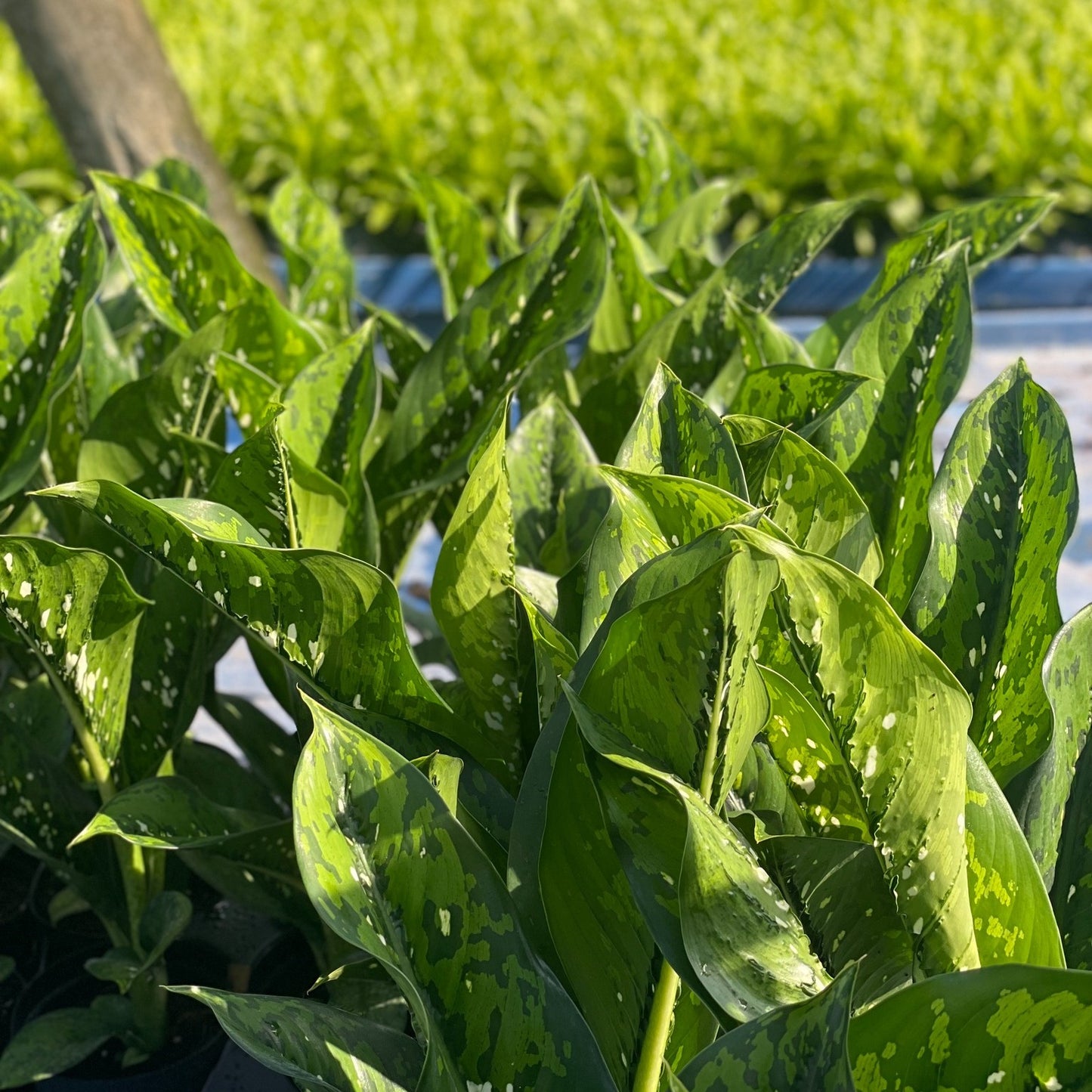 Dieffenbachia 'Crocodile'