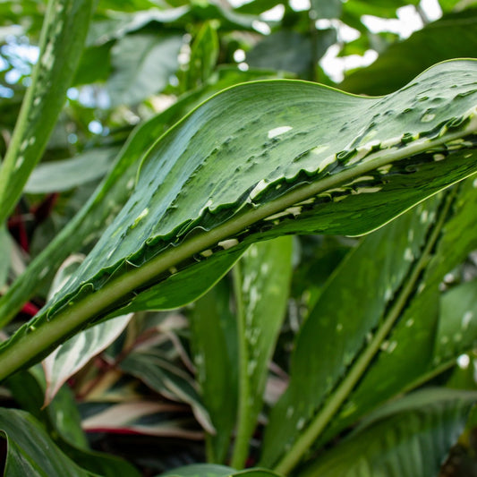 Dieffenbachia 'Crocodile'