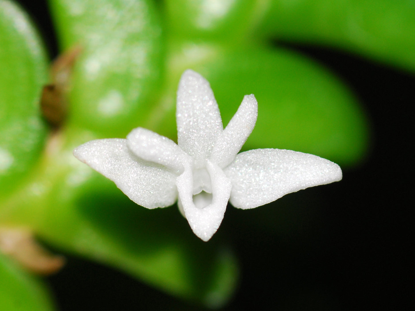 Angraecum distichum