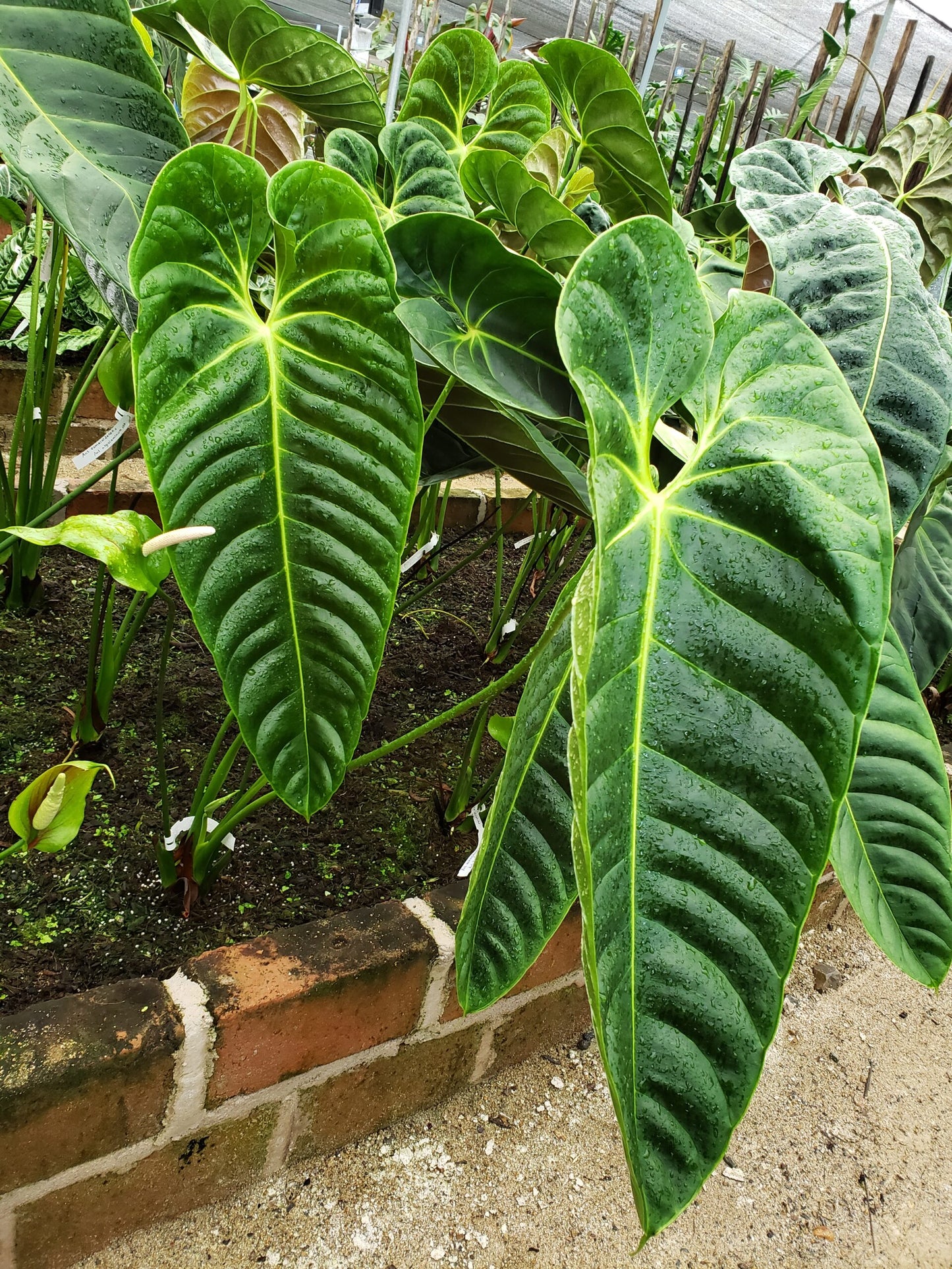 Anthurium esmeraldense (moyen)