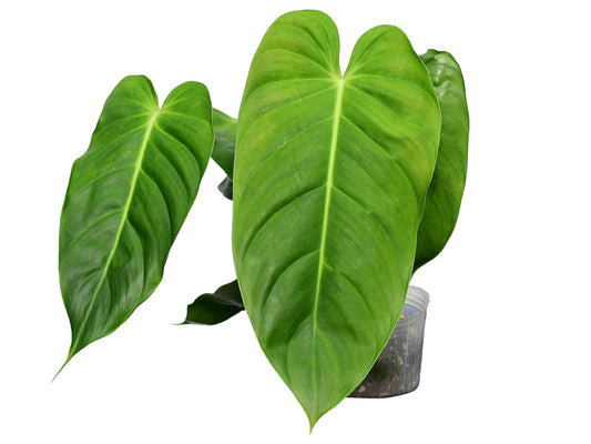 Philodendron esmeraldense narrow