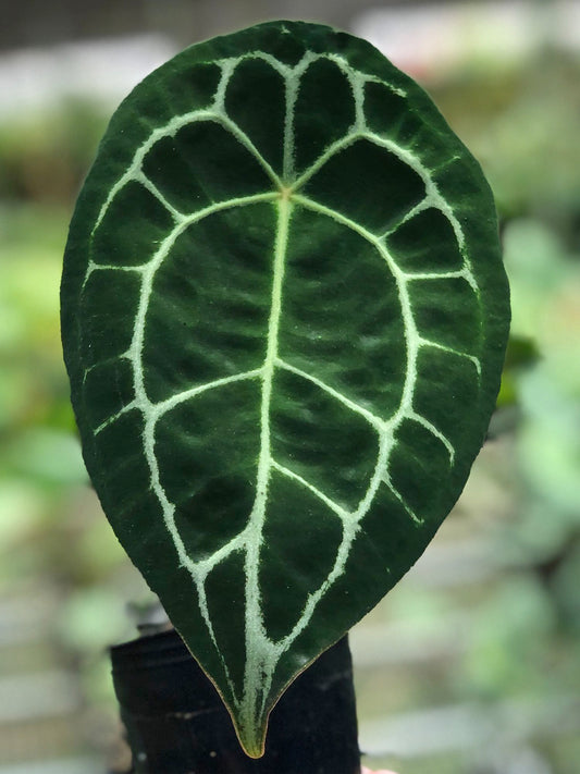 Anthurium forgetii ‘White Stripes’ (bouture)