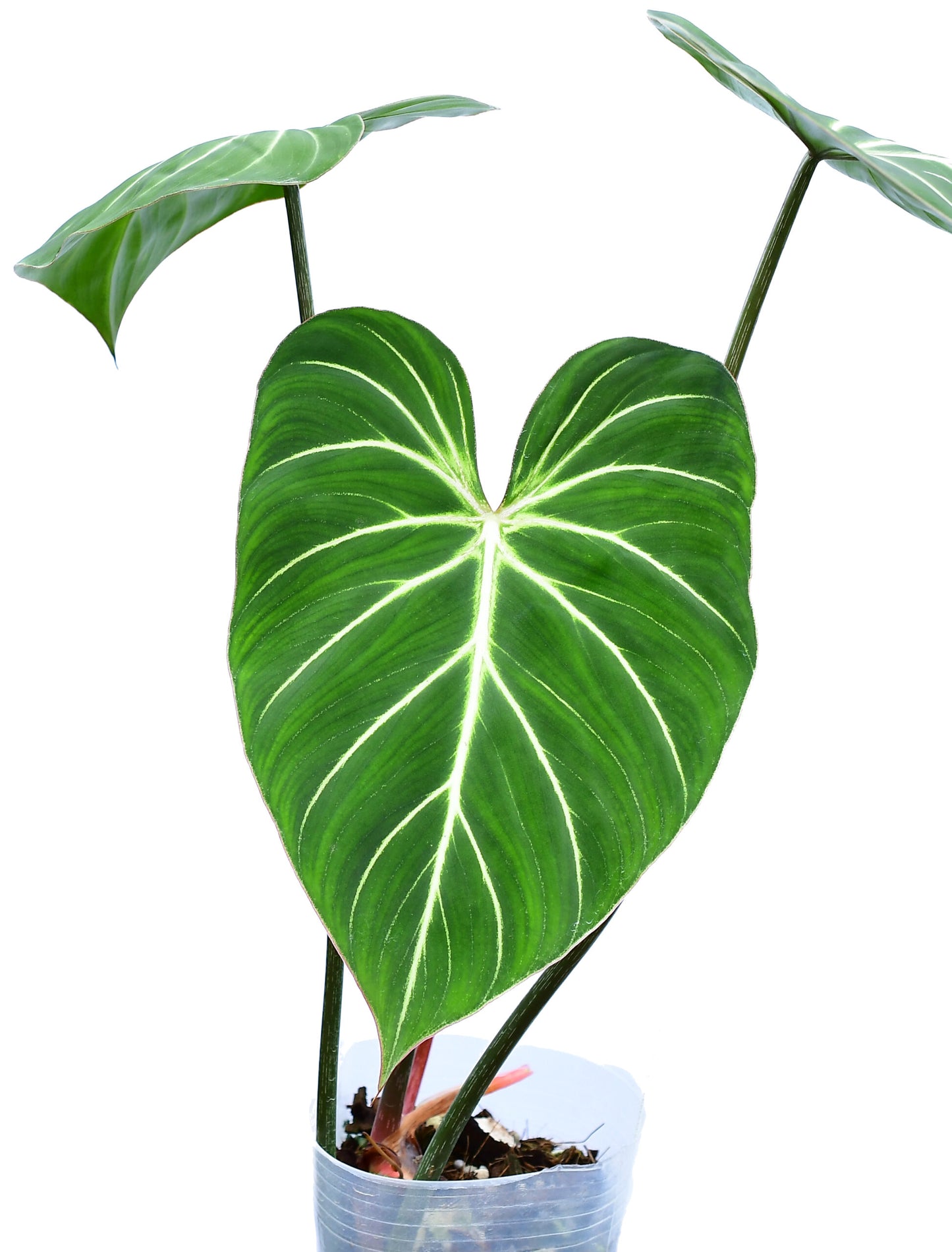 Philodendron gloriosum (medium)