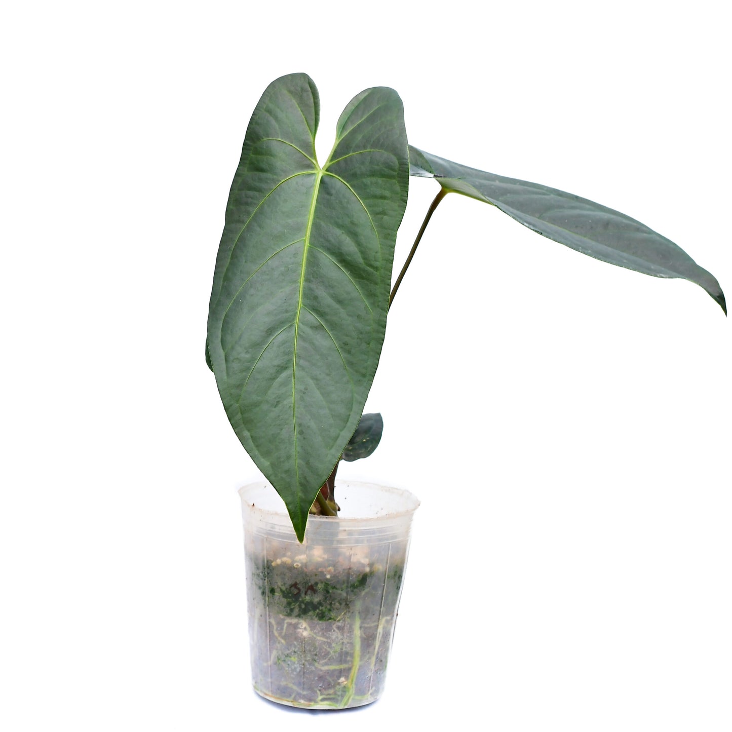 Anthurium ‘JL Caamaño Taste’