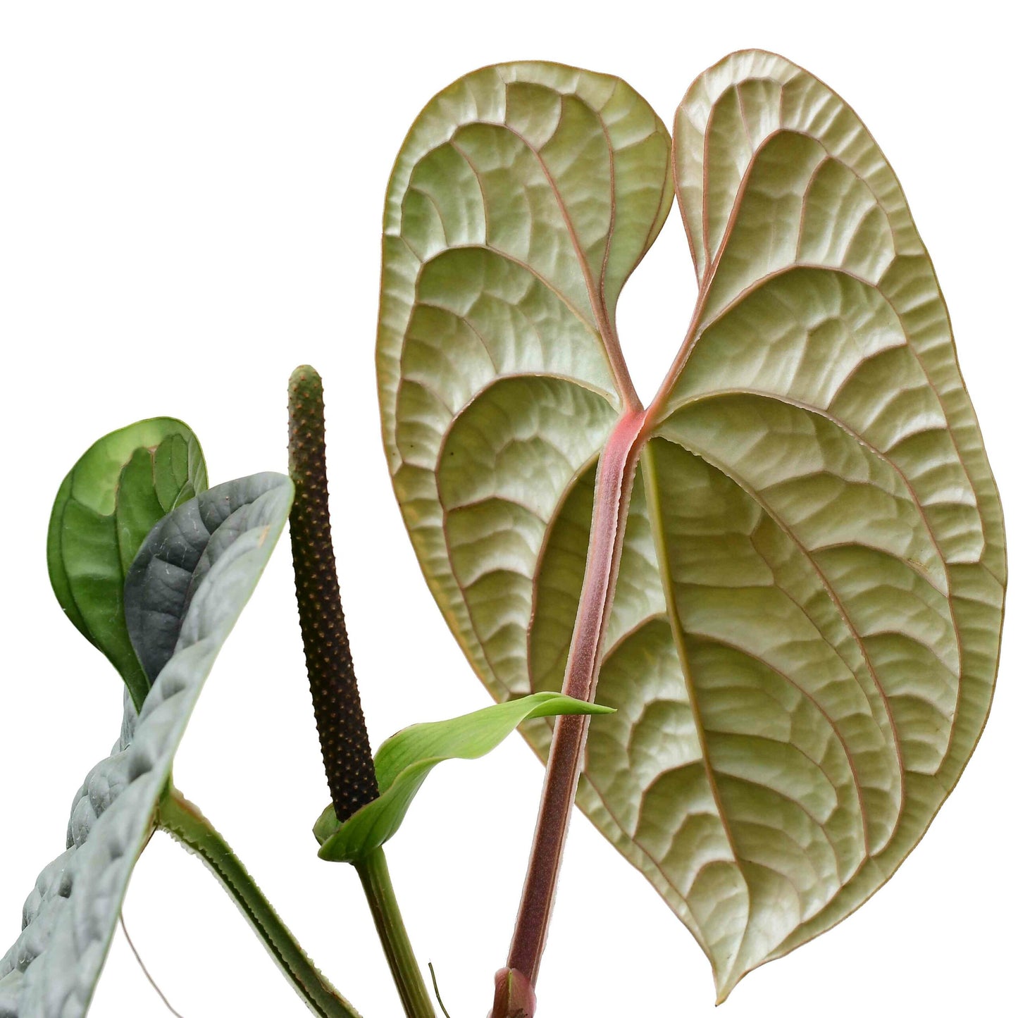 Anthurium luxurians (moyen)