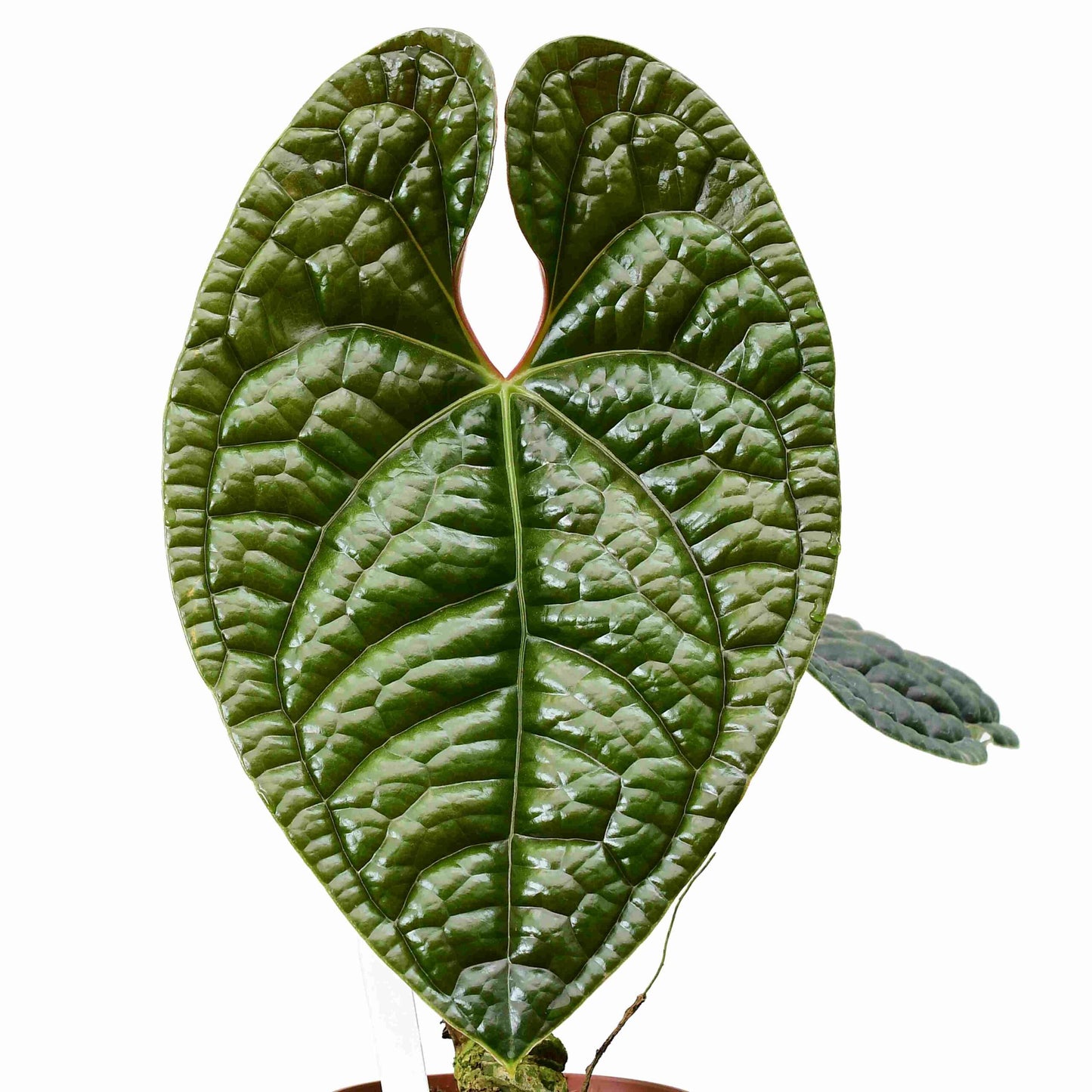 Anthurium luxurians (moyen)