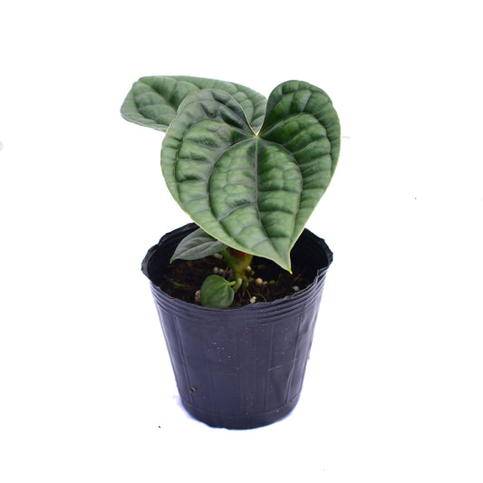 Anthurium luxurians (bouture)