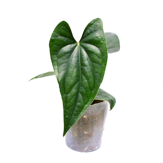 Anthurium ‘Luxury Jungle’ (bouture)