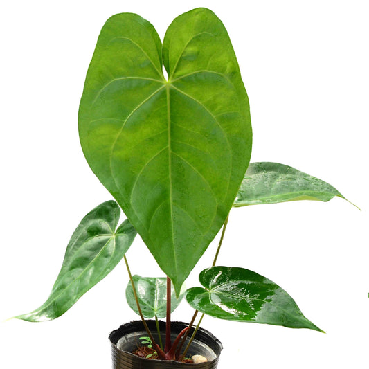 Anthurium magnificum CF