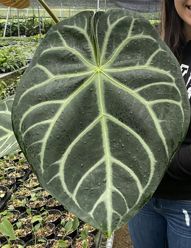 Anthurium magnificum Silver