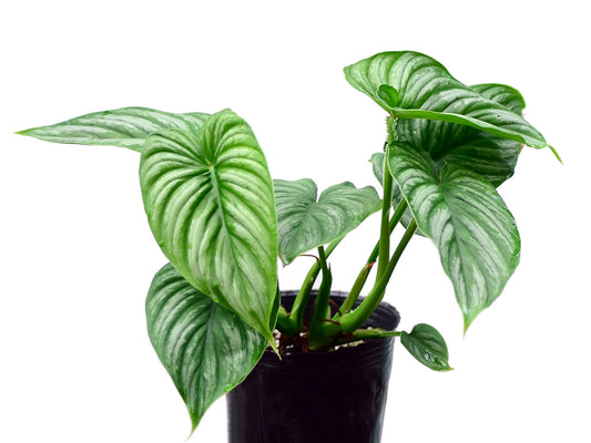 Philodendron mamei Silver