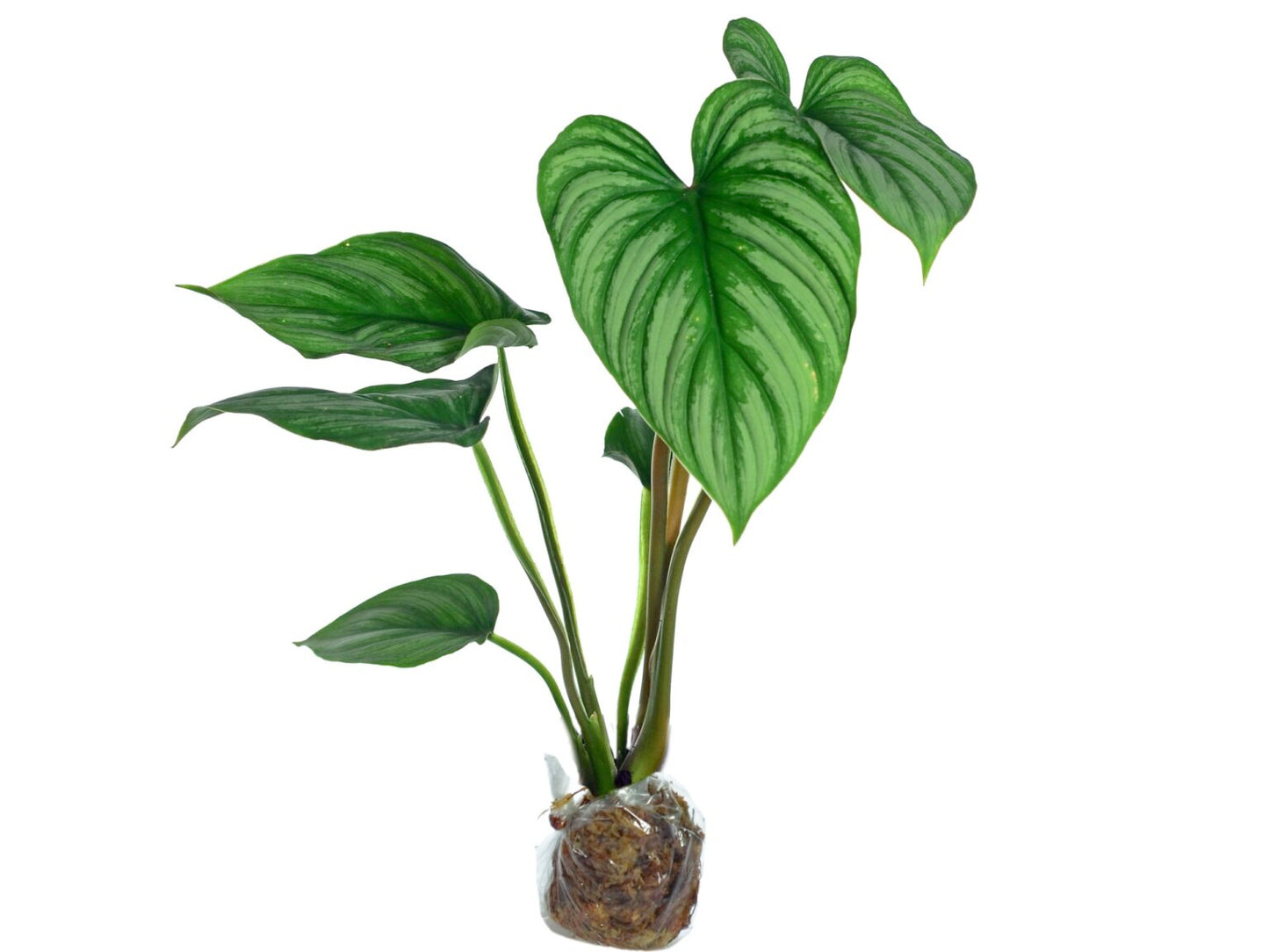 Philodendron mamei Silver