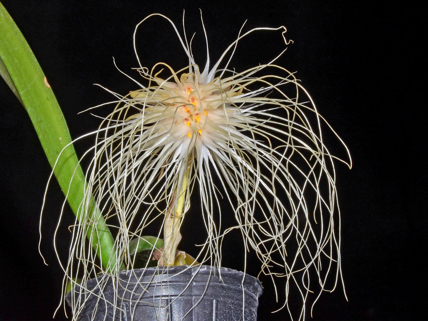 Bulbophyllum medusae