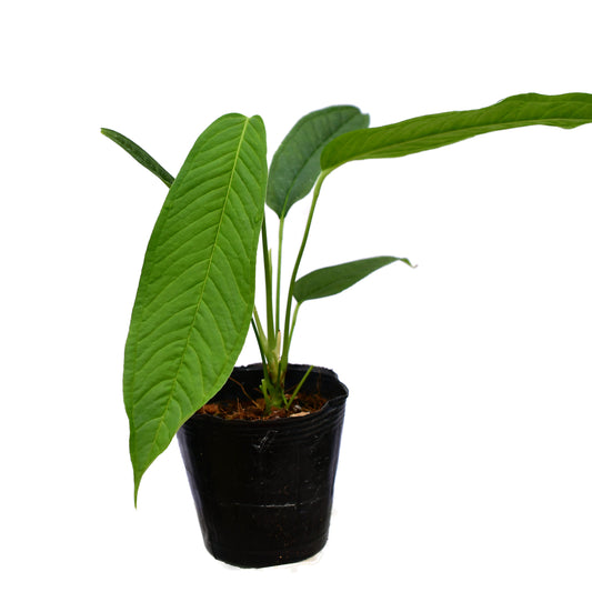 Anthurium membranaceum (bouture)