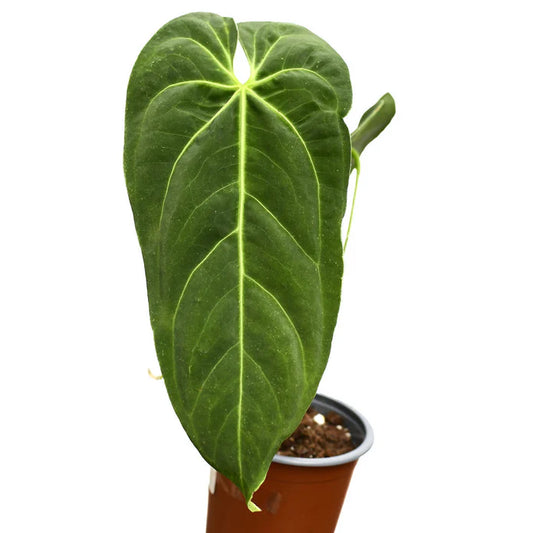 Anthurium metallicum (bouture)